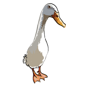 Ralph the Runner Duck